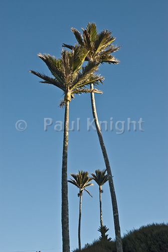 Nikau frame1291