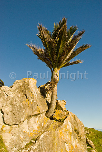 A Nikau palm growing out of rock
