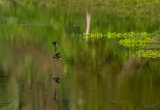 Swallows over Chrystall's Lagoon 0112-1