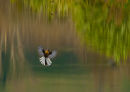 Lagoon fantail 0127