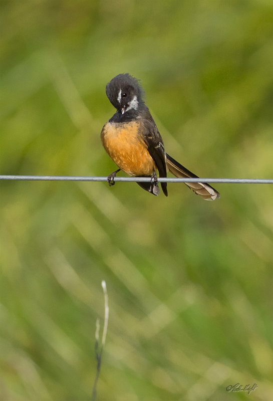 Preening time