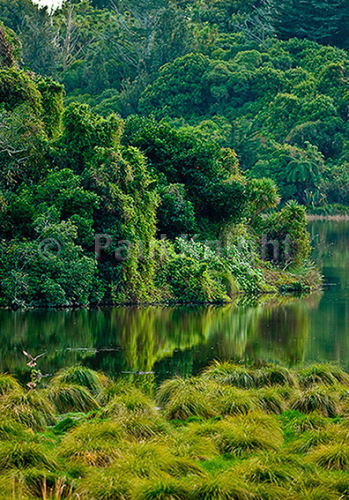 Papaitonga bush&Hawk 0305