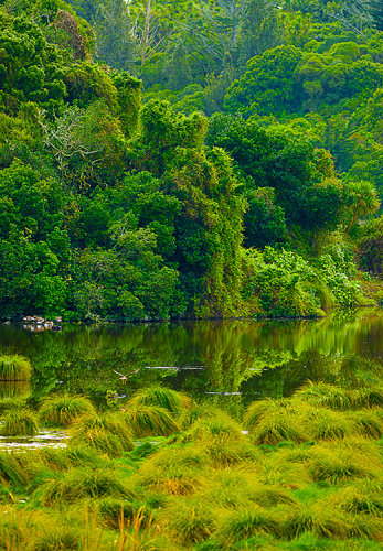 Lake Papaitonga Bush & hawk 0307