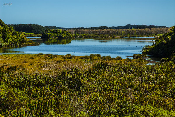 Papaitonga Wetland_0377