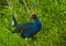 Kapiti Island Pukeko 0318