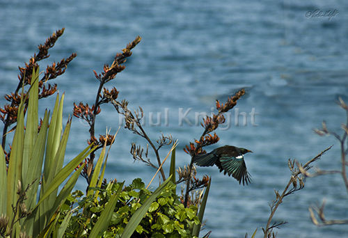 It is the season of plenty for nectar eating birds. Flax is abundant and in flower. Waiorua bay in the background.