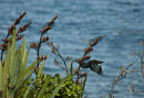 It is the season of plenty for nectar eating birds. Flax is abundant and in flower. Waiorua bay in the background.