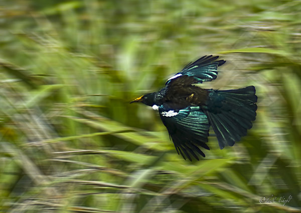 Tui at Waiorua Bay 0255, Kapiti Island