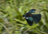 Tui at Waiorua Bay 0255, Kapiti Island