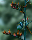 Tui feeding on flax 0288