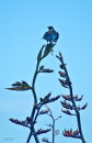 Tui on flax 0237