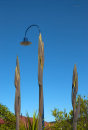 Umu-flaxpods_0523