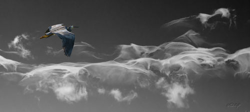 White faced heron and clouds