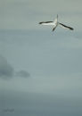 Gannet about to dive in Waiorua Bay, Kapiti