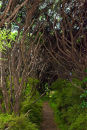 Path through Tea Tree