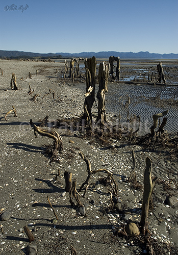 Rangihaeata Beach