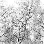 Parliament through the Trees
