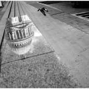 St Paul's Pigeon