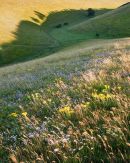 Wild Flowers and Shadows