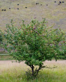 The Apple Tree