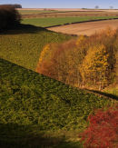 Autumn Geometry in Shortlands Dale