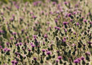 Thistle Field