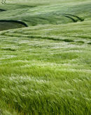 Barley Field Gusts
