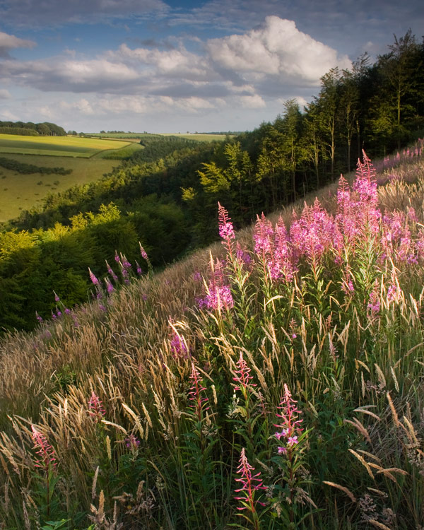 Summer Evening