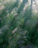 Blowing Grasses