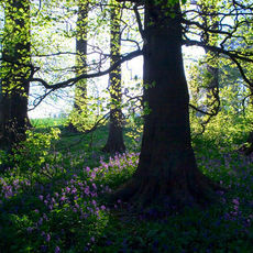 Beech Trees & Bluebells