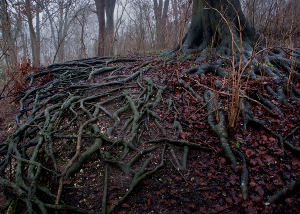Snaking Roots