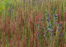 Docks and Thistles