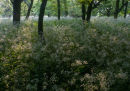 Evening Cow Parsley