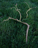 Fallen Branch