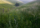 Summer Grassland