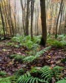 Tun Dale Ferns and Trunks