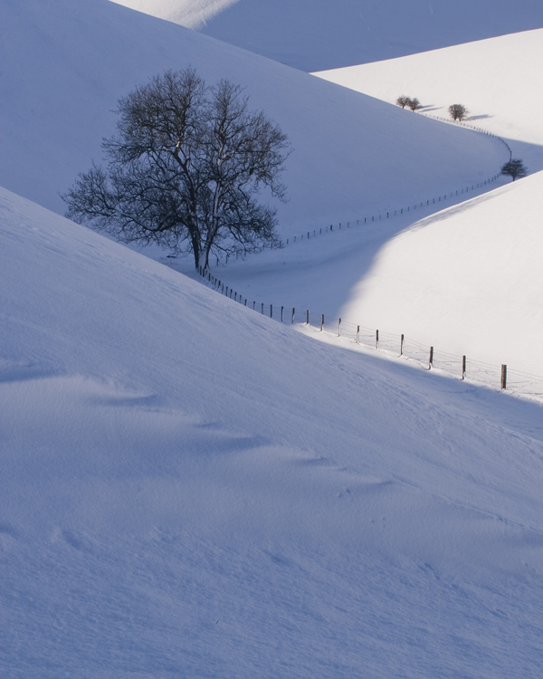 Shadows & Snow