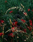 Grasses and Poppies