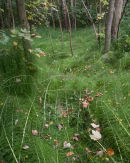 The Horsetail Stream