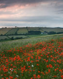 Millington Poppy Field