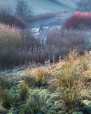 Winter Pond Colours
