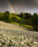 Rainbows Over the Ox-Eyes