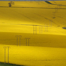 Golden Fields