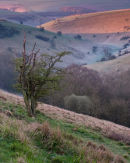 Scoar Dale Sunlight