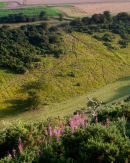Sheep Tracks in Sylvan Dale