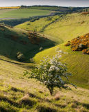 Sylvan Spring Evening