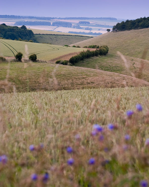 Wolds Summer View
