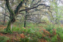 Autumn Colours in Bratt Wood