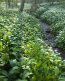 Wild Garlic and Woodland Stream