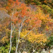 Autumn - Niigata, Japan